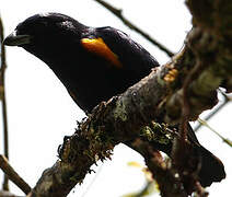 Golden-sided Euphonia