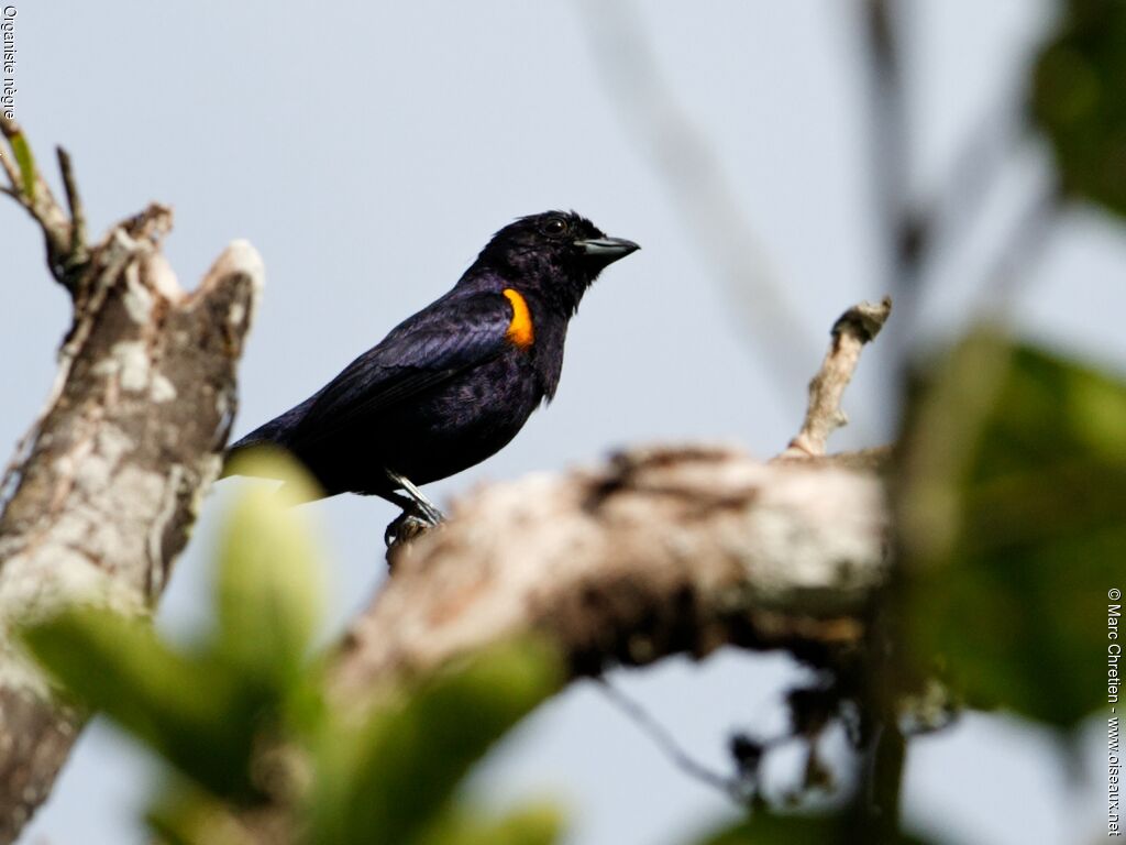 Golden-sided Euphonia male adult