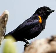 Golden-sided Euphonia