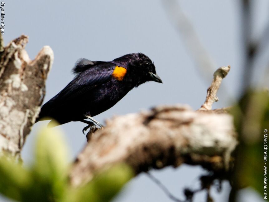 Golden-sided Euphonia male adult