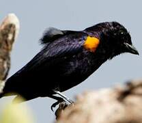 Golden-sided Euphonia