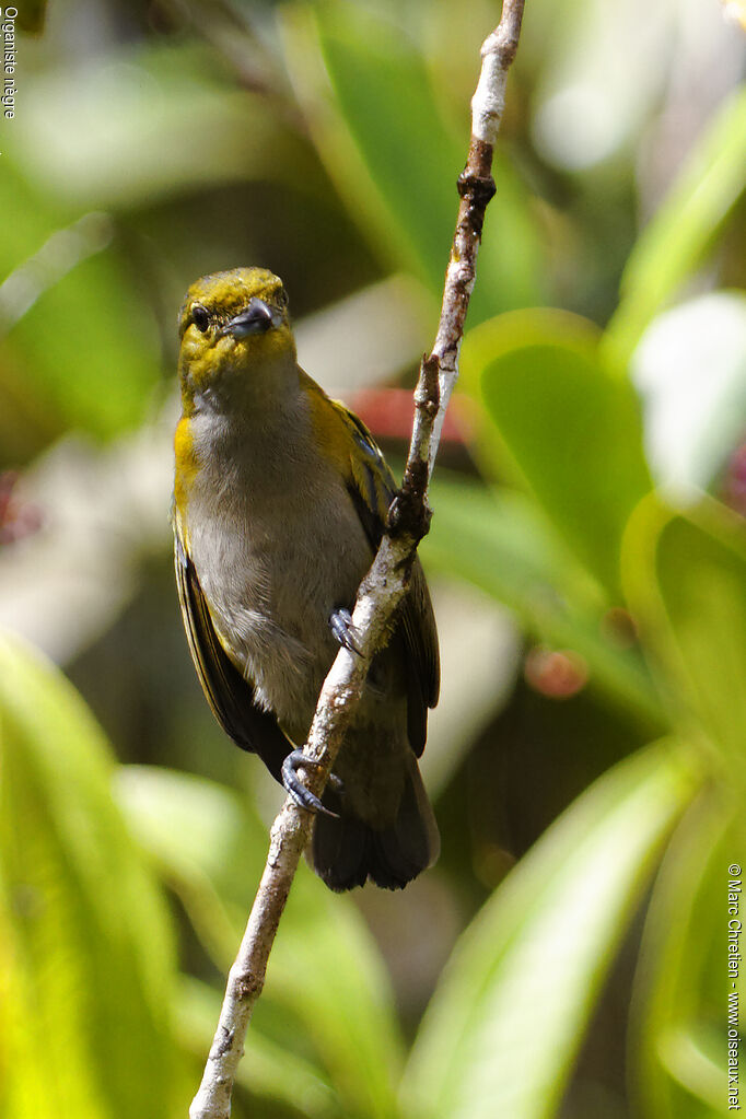 Golden-sided Euphonia female