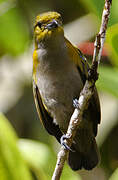 Golden-sided Euphonia