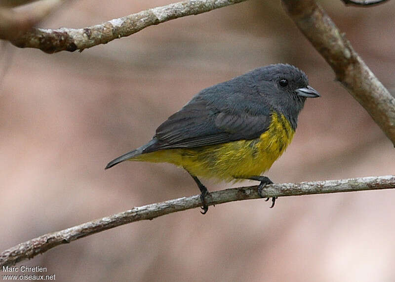 Plumbeous Euphonia male adult