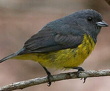 Plumbeous Euphonia