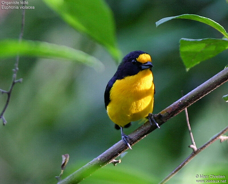 Violaceous Euphonia