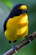 Violaceous Euphonia