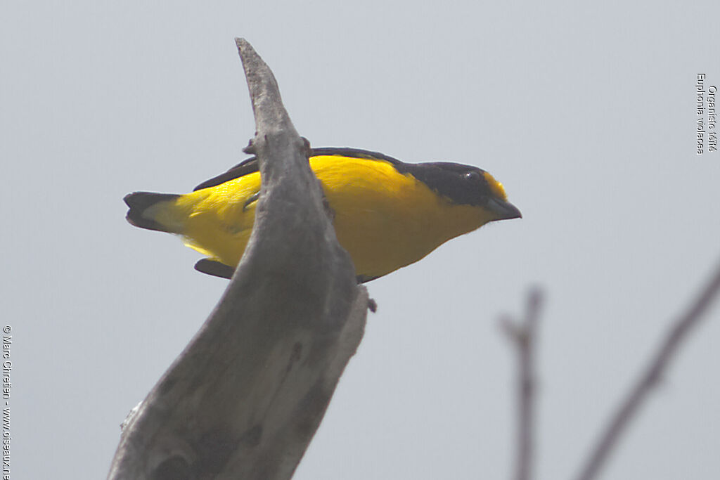 Violaceous Euphonia