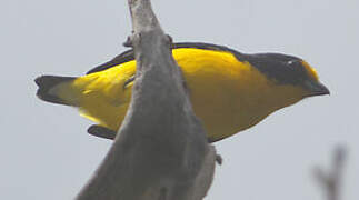 Violaceous Euphonia