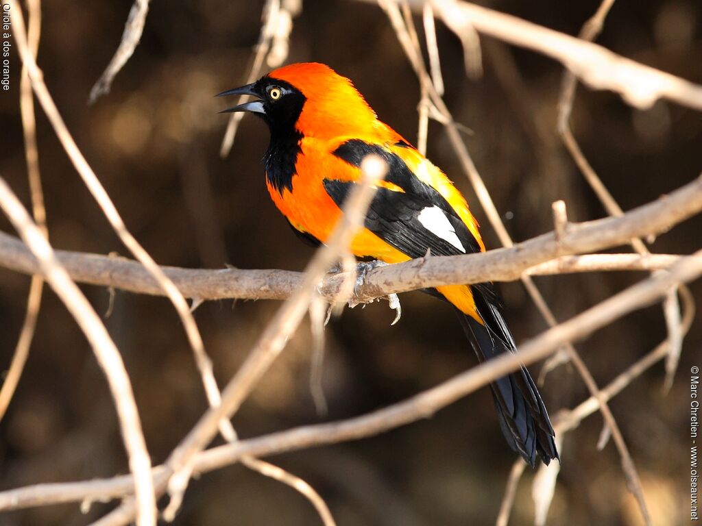 Oriole à dos orange