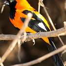 Oriole à dos orange