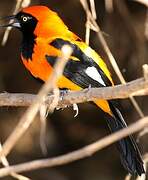 Orange-backed Troupial