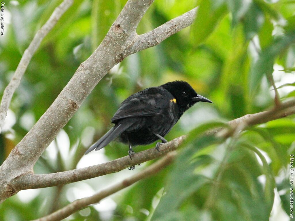 Oriole à épaulettes