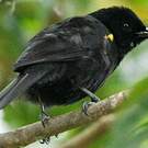 Oriole à épaulettes