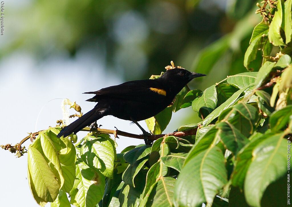 Epaulet Oriole