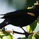 Oriole à épaulettes