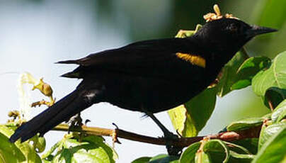 Oriole à épaulettes