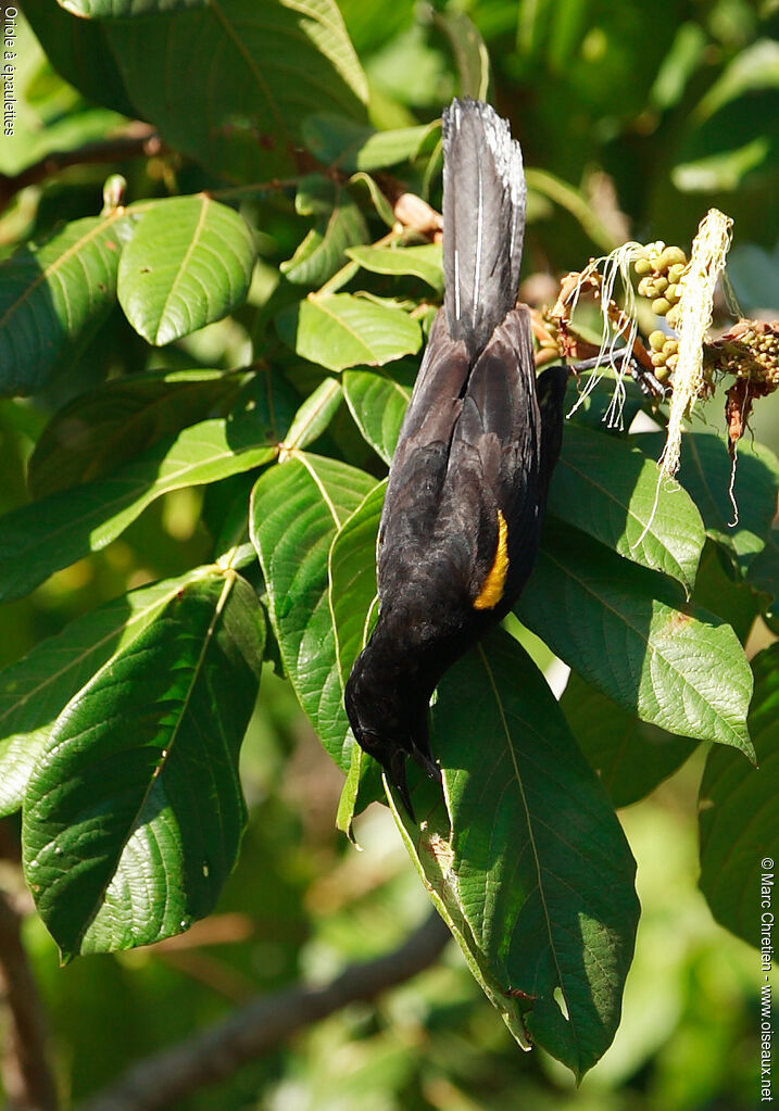 Oriole à épaulettes