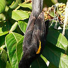 Oriole à épaulettes