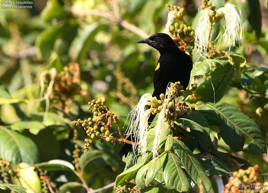 Epaulet Oriole