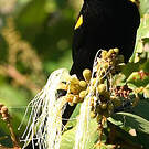Oriole à épaulettes