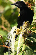 Oriole à épaulettes