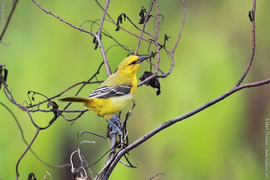 Oriole jauneimmature