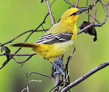 Oriole jaune