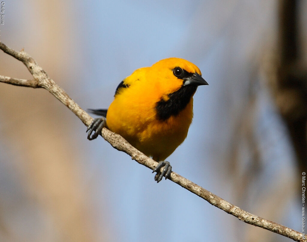 Yellow Oriole