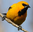 Oriole jaune