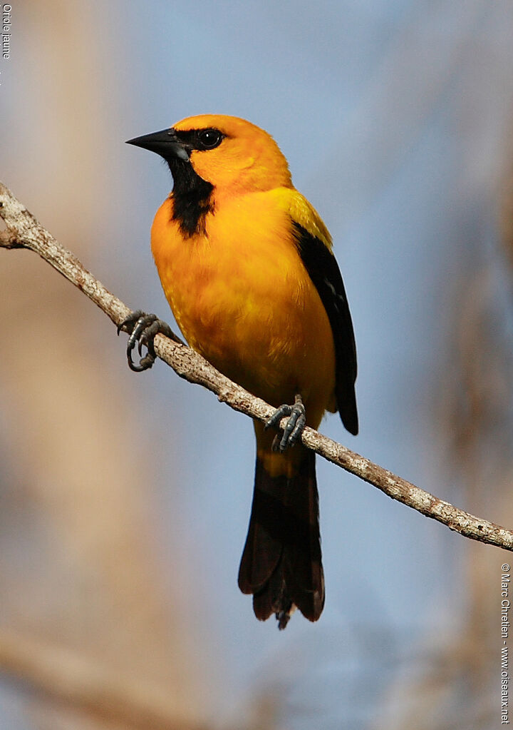 Oriole jaune mâle