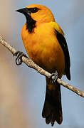 Yellow Oriole