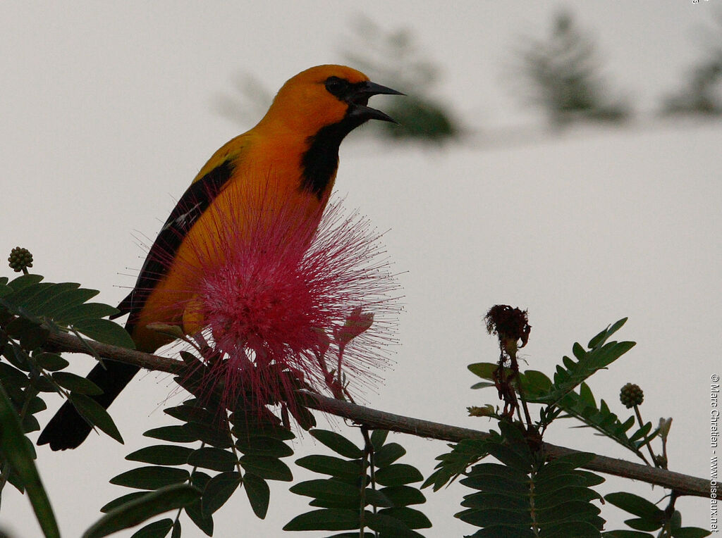 Yellow Oriole