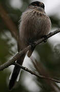 Long-tailed Tit