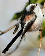 Long-tailed Tit