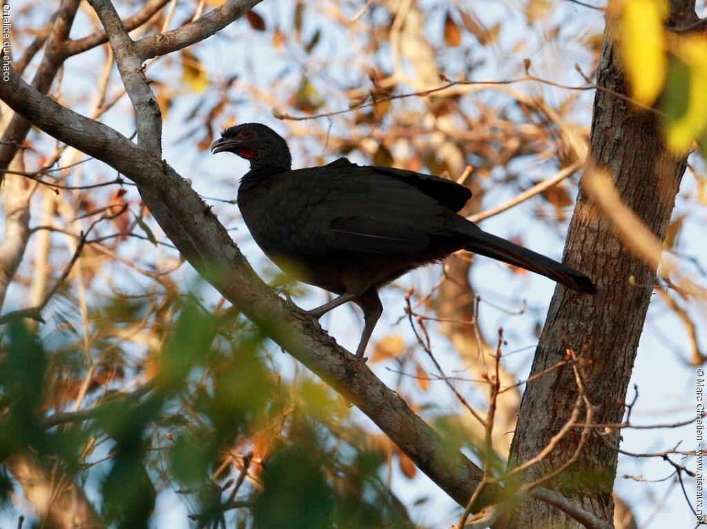 Chaco Chachalaca