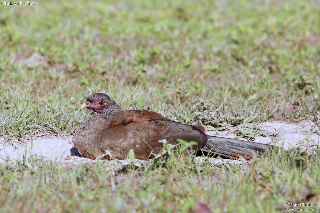 Chaco Chachalacaadult