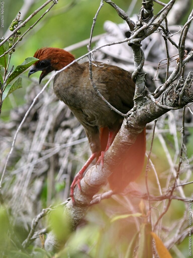 Ortalide motmot