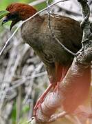 Little Chachalaca