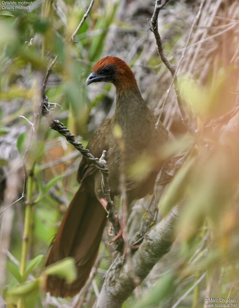 Little Chachalaca