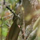Ortalide motmot