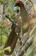 Little Chachalaca