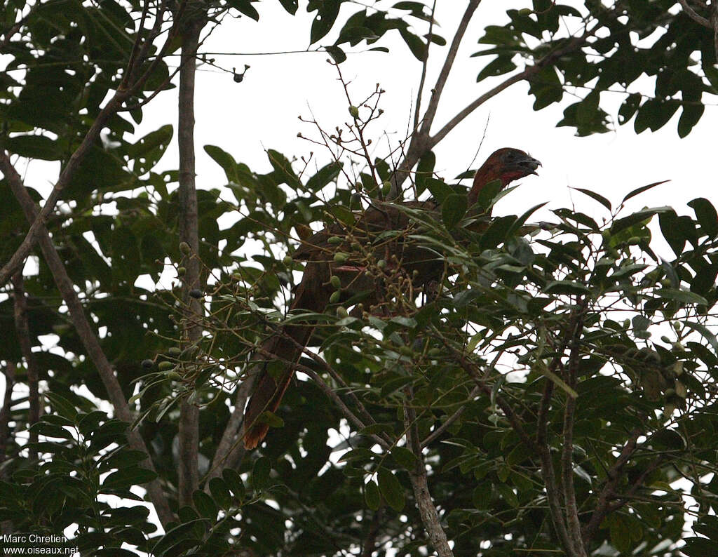 Ortalide motmot, mange