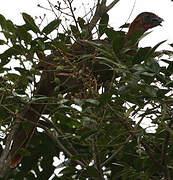 Ortalide motmot