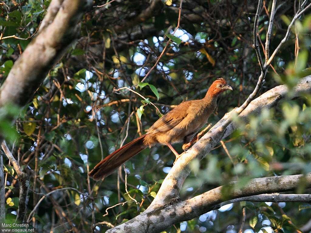 Little Chachalaca