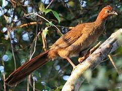 Little Chachalaca