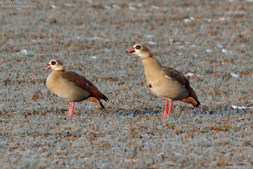 Egyptian Goose