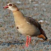 Egyptian Goose