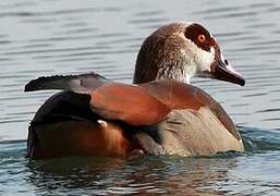 Egyptian Goose