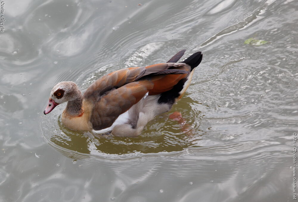 Egyptian Goose